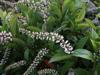 Photo of Genus=Itea&Species=virginica&Common=Henry's Garnet Sweetspire&Cultivar='Henry's Garnet'